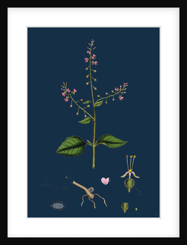 Circaea Lutetiana; Common Enchanter's-Nightshade by Anonymous