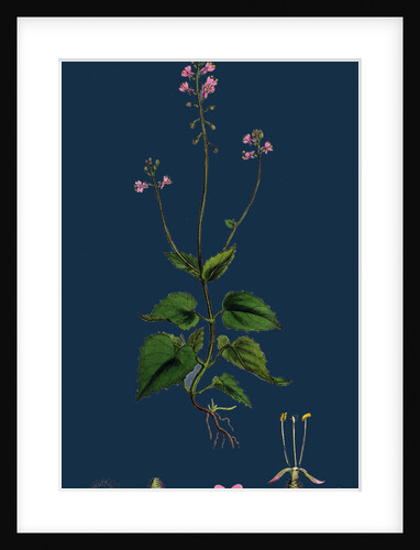 Circaea Alpina; Alpine Enchanter's-Nightshade by Anonymous