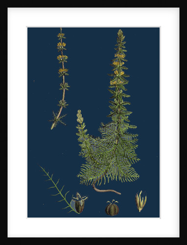 Myriophyllum Verticillatum; Whorled Water-Milfoil by Anonymous