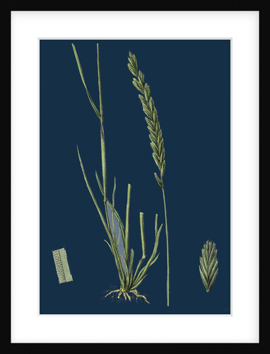 Triticum Pungens; Erect Sea Couch-Grass by Anonymous