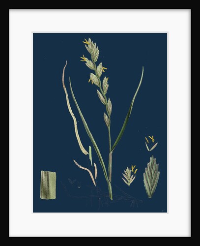 Triticum Junceum; Sand Couch-Grass by Anonymous