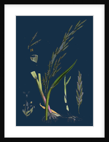 Glyceria Plicata; Folded-Leaved Meadow-Grass by Anonymous