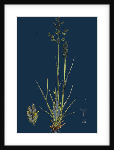 Sclerochloa Borreri; Borrer's Meadow-Grass by Anonymous