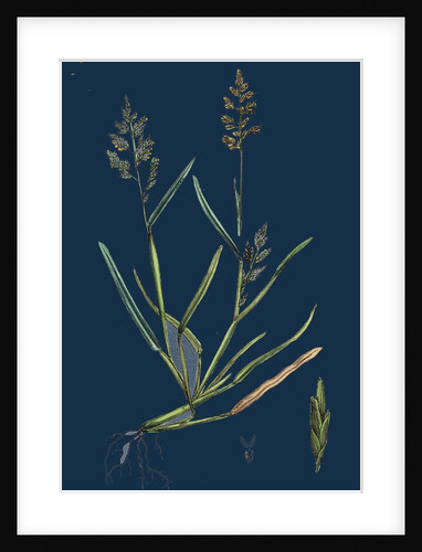 Sclerochloa Procumbens; Procumbent Meadow-Grass by Anonymous