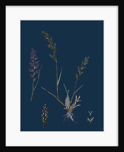 Sclerochloa Rigida; Hard Meadow-Grass by Anonymous