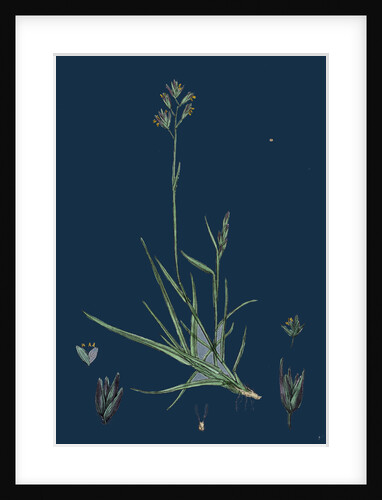 Triodia Decumbens; Decumbent Heath-Grass by Anonymous