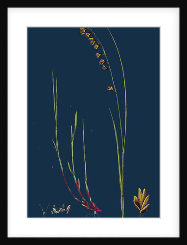 Melica Nutans; Nodding Melic-Grass by Anonymous