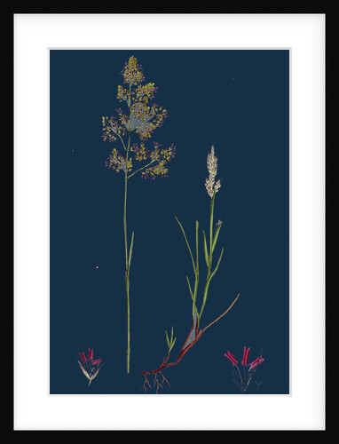 Corynephorus Canescens; Grey Hair-Grass by Anonymous