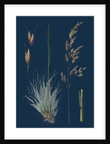 Aira Uliginosa; Bog Hair-Grass by Anonymous