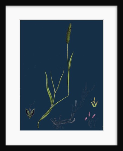 Alopecurus Eu-Geniculatus; Bent-Stemmed Fox-Tail-Grass by Anonymous