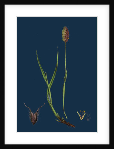 Phleum Alpinum; Alpine Timothy-Grass by Anonymous