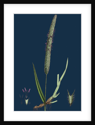 Phleum Pratense, Var. Genuinum; Common Timothy-Grass, Var. A. by Anonymous
