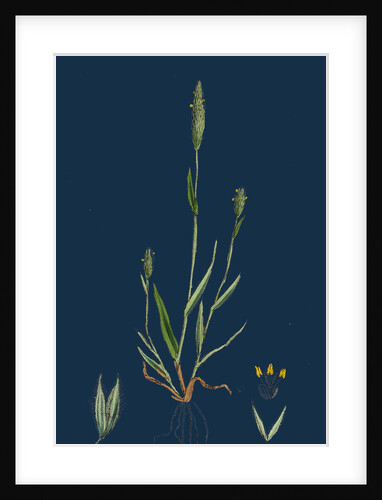 Phleum Arenarium; Sand Timothy-Grass by Anonymous