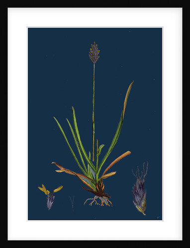 Sesleria Caerulea; Blue Moor-Grass by Anonymous