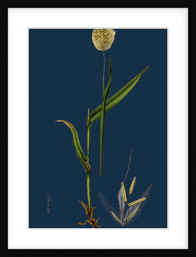 Lagurus Ovatus; Ovate Hare's-Tail-Grass by Anonymous