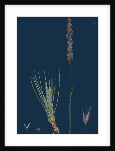 Agrostis Setacea; Bristle-Leaved Bent-Grass by Anonymous