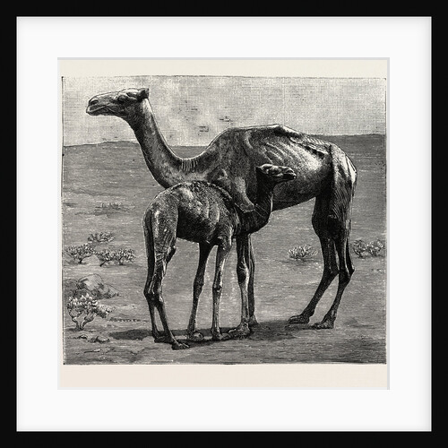 Camels from El-Teb, Soudan, at the Zoological Gardens: As They Were When Taken to the Gardens by Anonymous