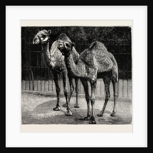 Camels from El-Teb, Soudan, at the Zoological Gardens: As They Are Now by Anonymous