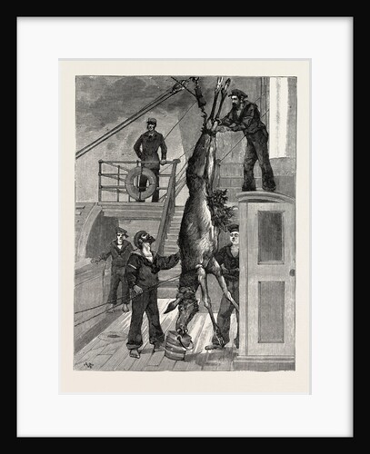 Weighing the Prince's Elk on Board the Osborne, Sweden by Anonymous