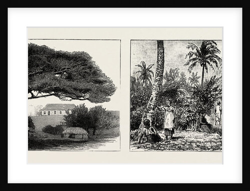 A Large Tree at Nukualofa, Tonga Islands; a Tongan Village, Vavau, Tonga Islands by Anonymous