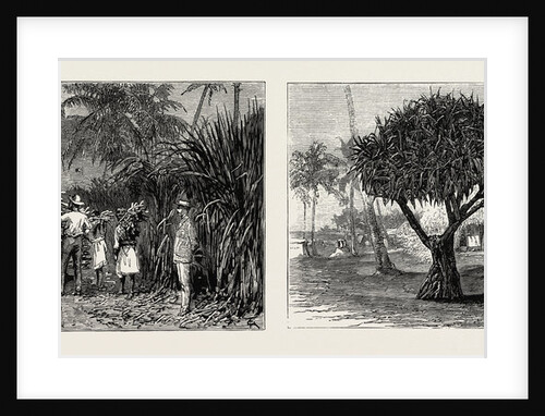 Loading Cane in a Sugar Field, Fiji Islands; Pandanus Tree, Tongatabu, Tonga Islands by Anonymous