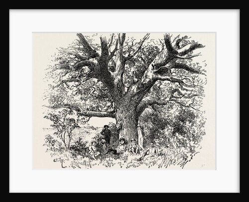 A Buck-Hunting Excursion in South Africa: A Yellow-Wood Tree by Anonymous