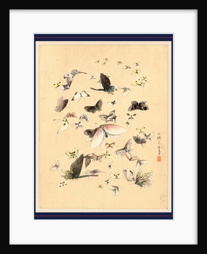 Butterflies and Moths by Anonymous