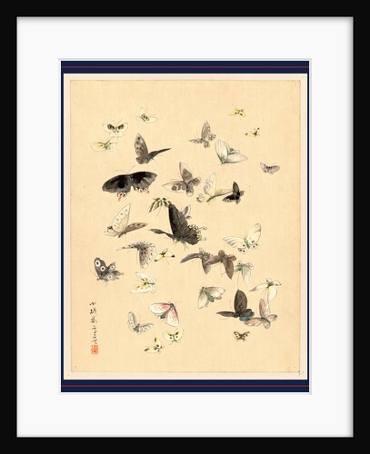 Butterflies and Moths by Anonymous