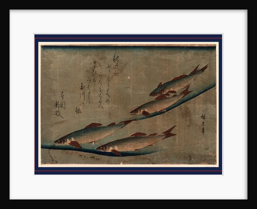 Four Trout in a Stream by Anonymous