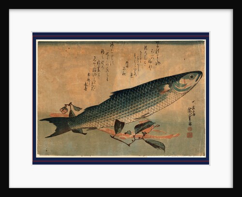 Bora Zu, Striped Mullet (Bora) by Anonymous