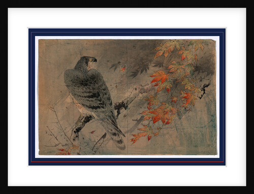 an Eagle Perched on a Branch in a Maple Tree by Anonymous