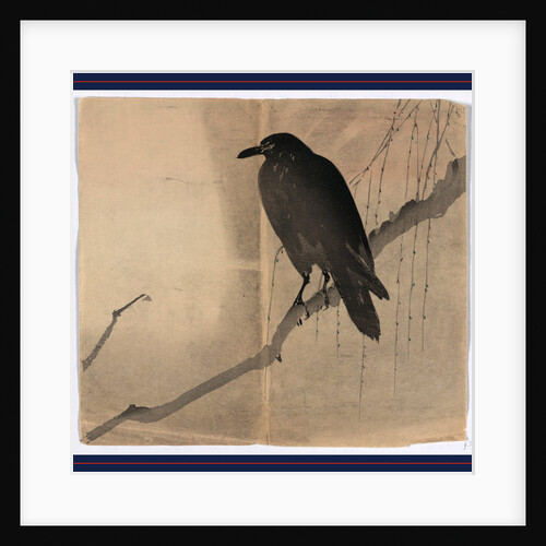 Crow or Raven Perched on a Branch in a Willow Tree. by Anonymous