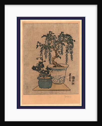 Two Flower Pots, One with Wisteria and the Other is a Small Flower with Pink Blossoms by Anonymous