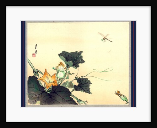 Dragonfly above a Pumpkin Blossom. by Anonymous