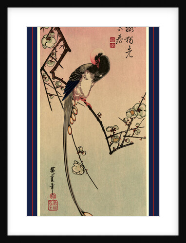 Magpie Perched on a Branch with Plum Blossoms. by Anonymous