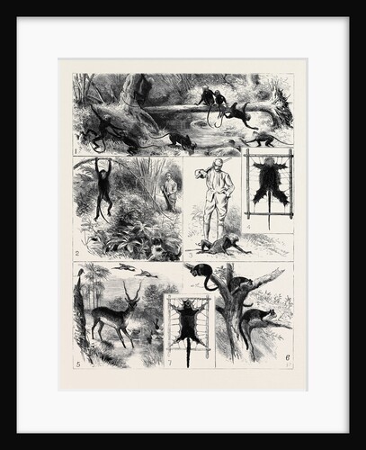India, Shooting Excursion in Malabar, Madras Presidency by Anonymous