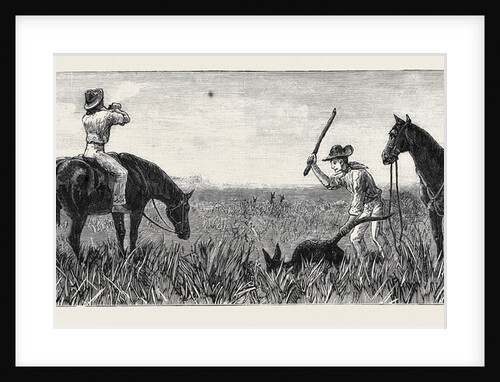 Wallaby Hunting, Queensland by Anonymous