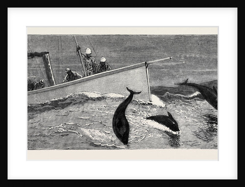 Porpoises Playing Under the Bow of the Nina, Mauritius by Anonymous