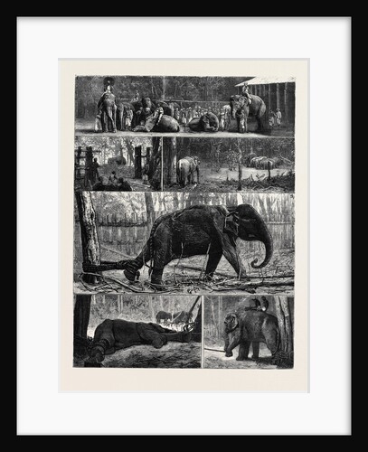 The Young Princes on Their Cruise; at an Elephant Kraal Near Awisawella, Ceylon by Anonymous