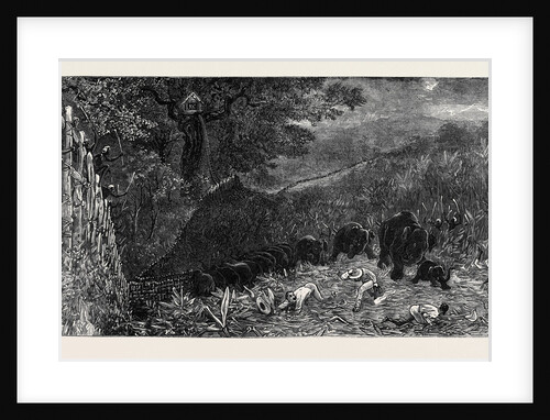 The Young Princes on Their Cruise: Charge of Wild Elephants During a Kraal at Labugankande, Ceylon by Anonymous