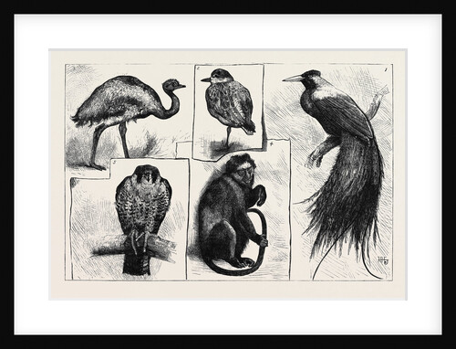 Animals at the Zoological Gardens by Anonymous