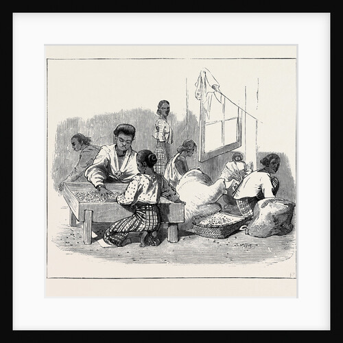 Round the World Yachting in the Ceylon, Ceylon: Women Sorting Coffee by Anonymous