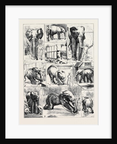The Attempted Removal of Jumbo from the Zoological Gardens by Anonymous