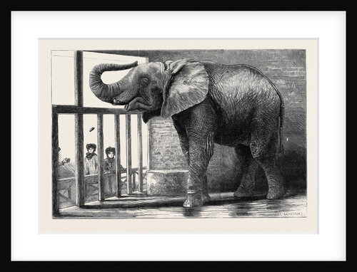 Jumbo, the Big African Elephant at the Zoological Gardens, Recently Purchased by Mr. Barnum by Anonymous