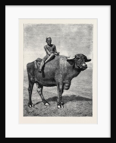 Egypt: A Buffalo and His Driver by Anonymous