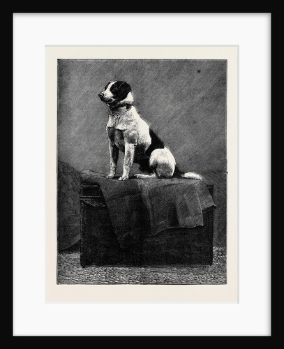 An Adventurous Dog: Railway Jack (Recently Run Over and Wounded at Norwood Station) by Anonymous