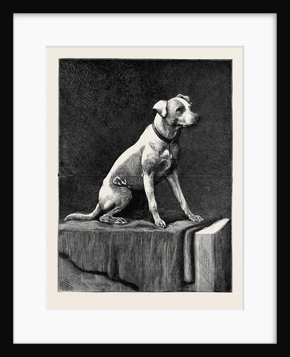 An Adventurous Dog: Regimental Jack, an Afghan Campaigner by Anonymous