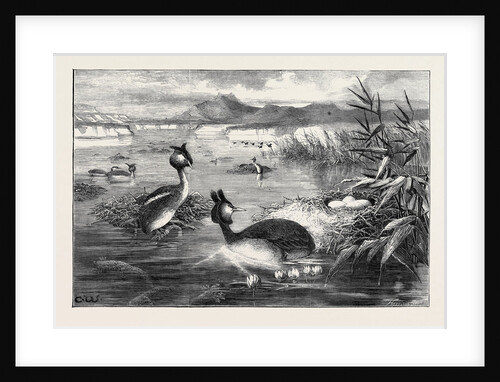 Grebes and Their Nests by Anonymous