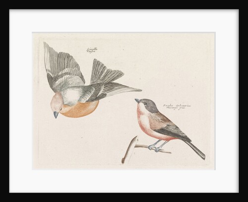 Check and gray flank tit by Johan Teyler