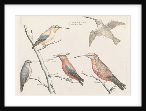 Five different species of hummingbirds by Johan Teyler